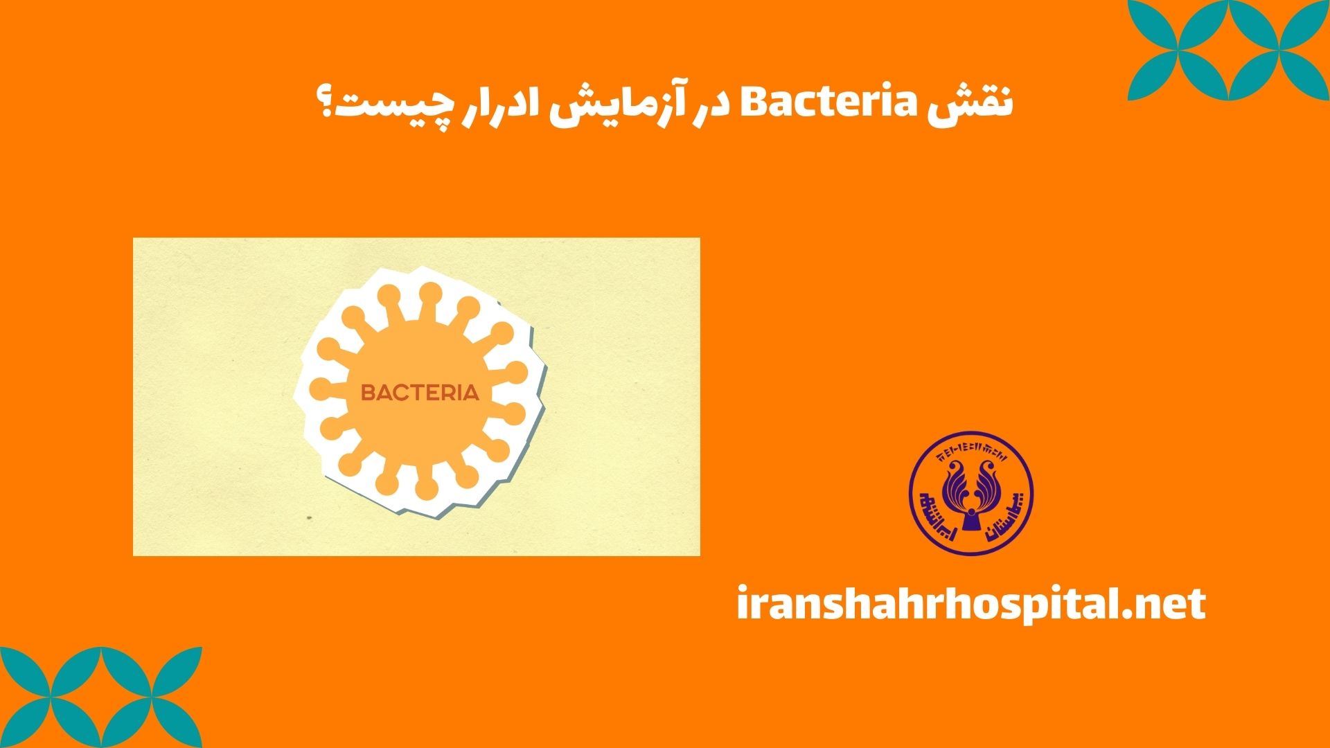 نقش Bacteria در آزمایش ادرار چیست؟